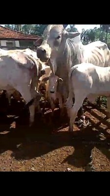 200 Vacas Paridas Nelore Extras e Pesadas e mais 160 amojando