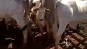 200 Vacas Paridas Nelore Extras e Pesadas e mais 160 amojando